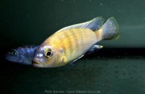 Metriaclima sp. 'patricki'